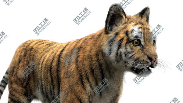 images/goods_img/20210312/TigerBaby Fur 3D model/5.jpg